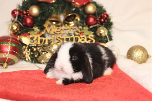Minlock Rabbit minilopwonderland.com