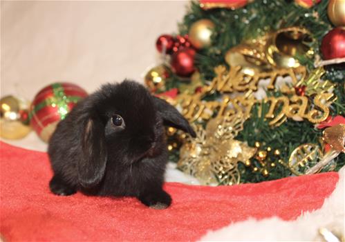 Lindol Rabbits minilopwonderland.com