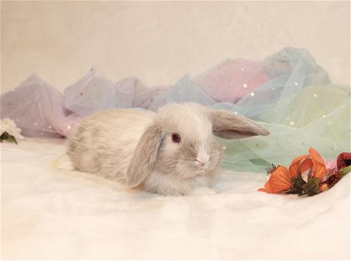 Vienna Grey Rabbit minilopwonderland.com