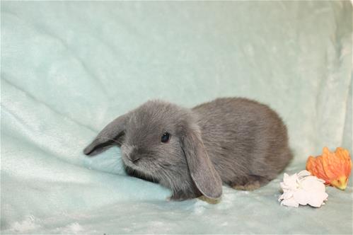 Solid Blue Buck Rabbit minilopwonderland.com