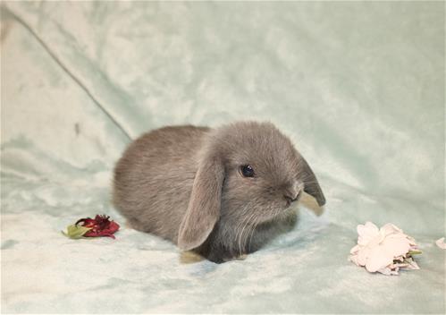 minilopwonderland.com