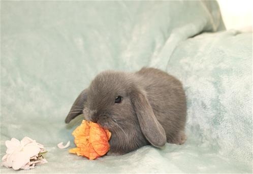 Lindol Rabbits minilopwonderland.com