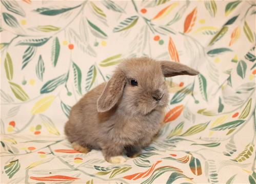 Blue Tortie Rabbit minilopwonderland.com