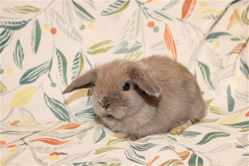 Lindol Rabbits minilopwonderland.com